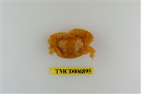 藏品(圓額尖指蟹)的圖片